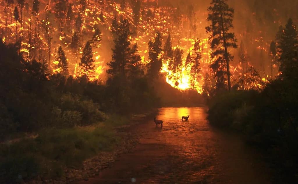forest-fire-62971_1280 - Evergreen Off-Grid