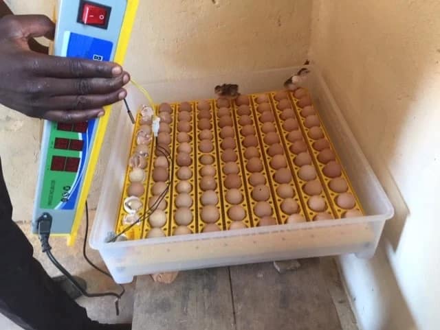 Incubator-1 - Evergreen Off-Grid